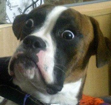 BOXER DOG