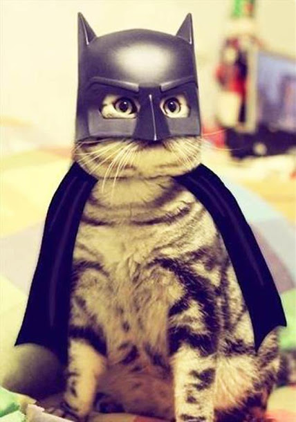 Batman Cat