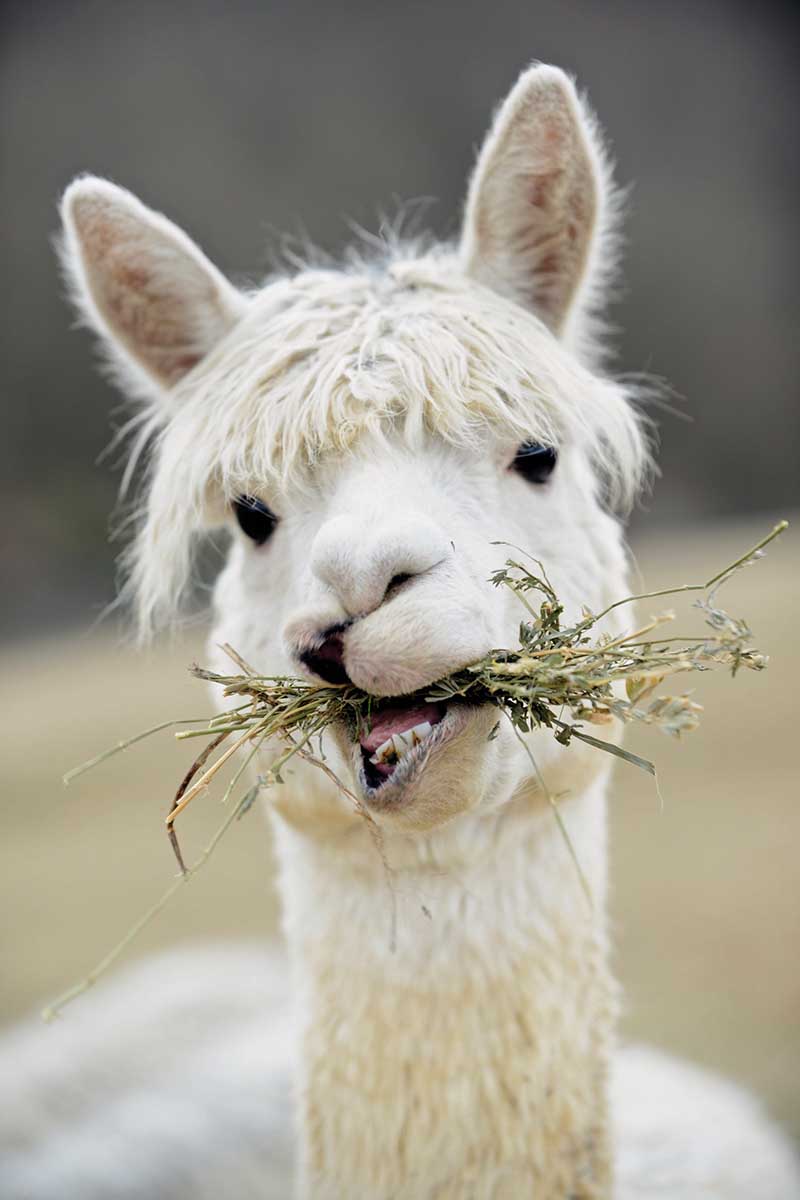 Cool Alpaca Eating Grass