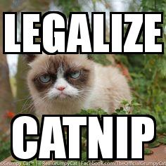 CATNIP CAT with the caption LEGALIZE CATNIP